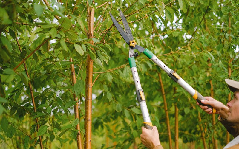 Tree trimming in Hildebran, NC